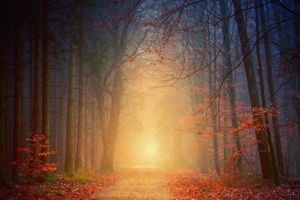 What does it mean to hope with an image of a forest and a light and the end of the path.