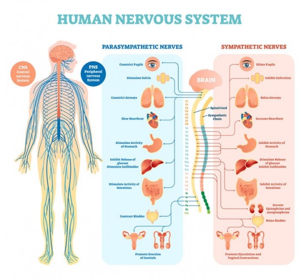 Chronic Pain Resources