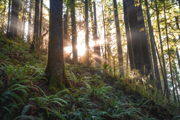 An image of a forest to talk about nature's many benefits.